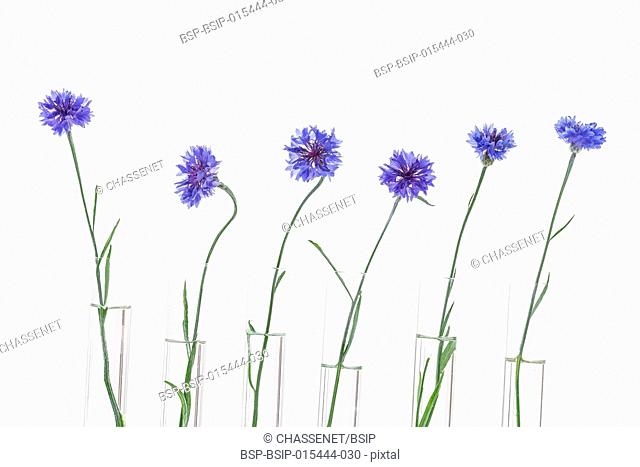 Beautiful blue cornflower in test tubes isolated on white background