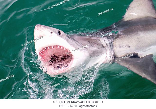 Marine Dynamics great white shark Carcharodon carcharias diving/ watching tourism boat at Kleinbaai in the Western Cape, South Africa   Great white sharks are...