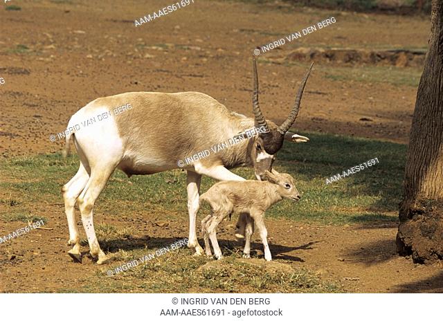 Addax with Young (A. nasamaculatis), Sahara Native, Pretoria Zoo, RSA