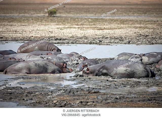 MALAWI, VWAZA, 01.10.2010, Hippopotamus, Hippo, Vwaza Marsh Game Reserve, Malawi, Africa - Vwaza, Malawi, 01/10/2010