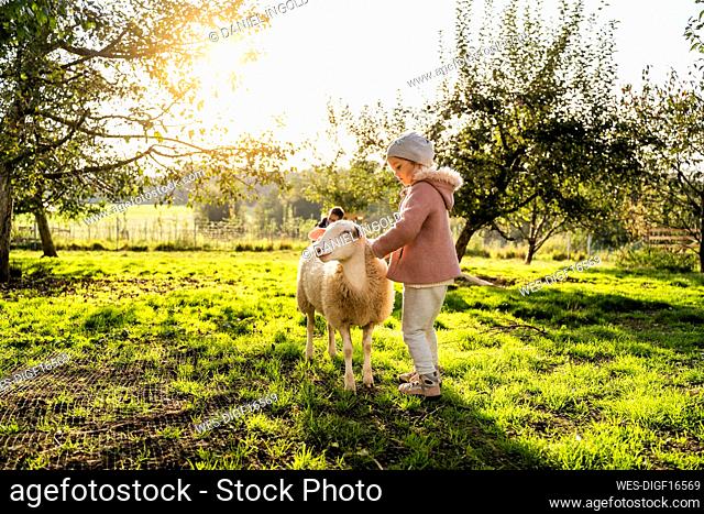 Cute girl stroking sheep in farm