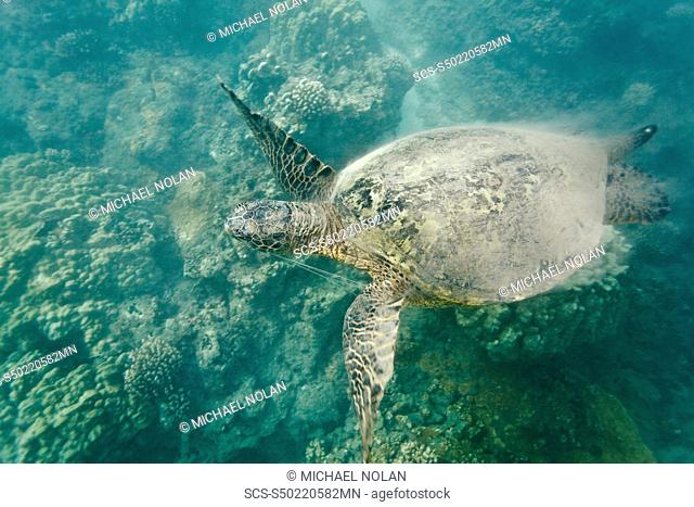 Green sea turtle Chelonia mydas off Olowalu Reef on the west side of the island of Maui, Hawaii, USA Notice the monofilament line caught between the left front...