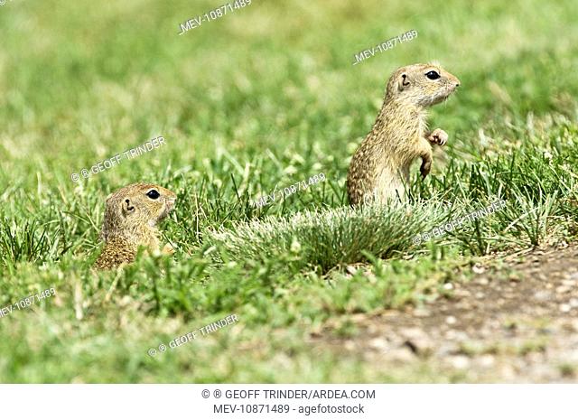 European Suslik / Souslik / Ground Squirrel - Pair on lookout from near burrow (Spermophilus citellus). Bukk National Park - Hungary