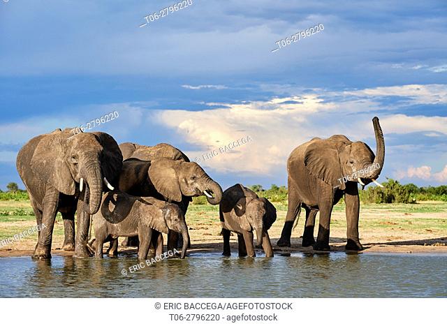 African elephant group (Loxodonta africana) drinking at a watehole. Hwange National Park, Zimbabwe