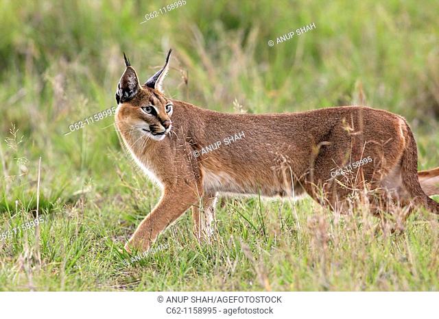 Caracal (Caracal caracal) looking up distacted by something that has caught its attention, Maasai Mara National Reserve, Kenya