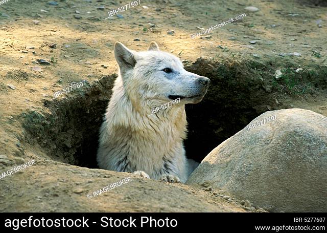 Arctic Wolf (canis lupus tundrarum), Adult at Den Entrance