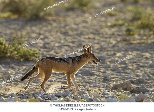 Black-backed Jackal (Canis mesomelas). Has been drinking at a waterhole. Kalahari Desert, Kgalagadi Transfrontier Park, South Africa