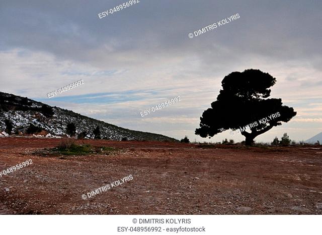 Lone tree under cloudy winter sky. Penteli montain, Athens Greece