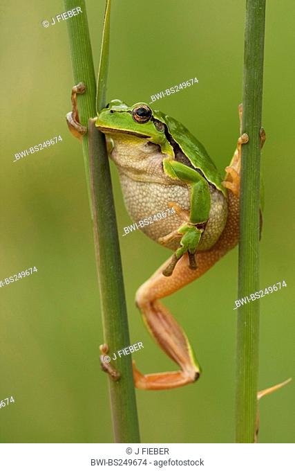 European treefrog, common treefrog, Central European treefrog Hyla arborea, climbing at reed, Germany, Rhineland-Palatinate