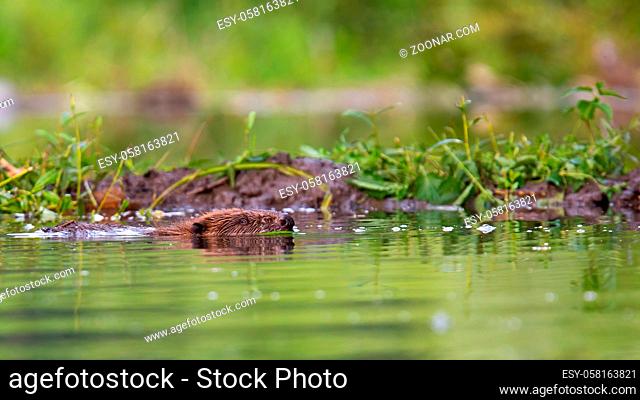 Eurasian beaver, castor fiber, swimming in water in summertime nature near its dam. Aquatic mammal floating in swamp horizontal