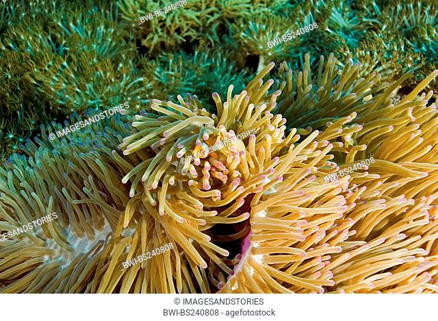false clown anemonefish, clown anemonefish Amphiprion ocellaris, in a magnificient sea anemone, Heteractis magnifica, Indonesia, Komodo National Park