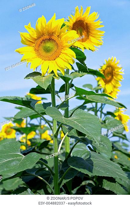 yellow sunflowers against a blue clear sky