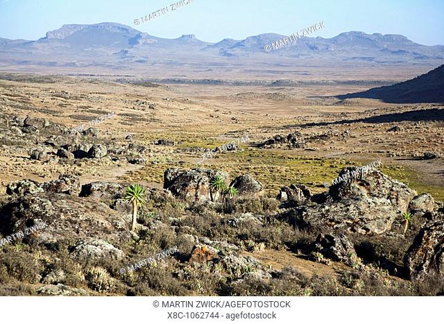 Kotera Plain and Sodota  The Bale Mountains National Park is located in the southern highlands of Ethiopia  The Bale Mts are reaching heights of over 4300 m and...