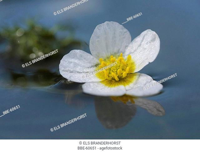 Common water-crowfoot floating on water
