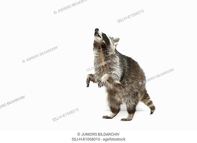 Raccoon (Procyon lotor). Adult standing on its hind legs. Studio picture against a white background. Germany