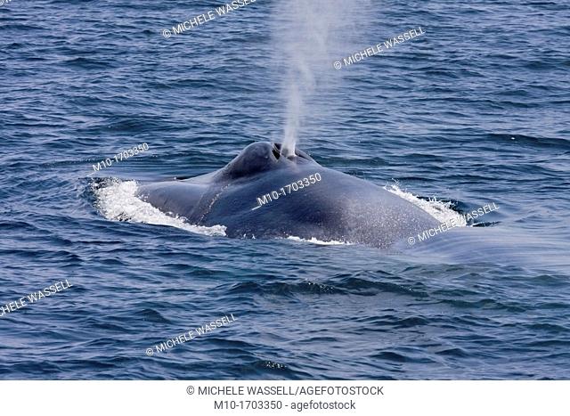 Blue whale spout  Blue whale spouts are single-column spout up to 12 metres