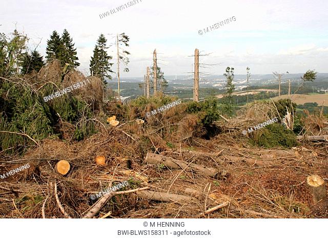 Norway spruce Picea abies, storm loss in a forest, Germany, North Rhine-Westphalia, Sauerland