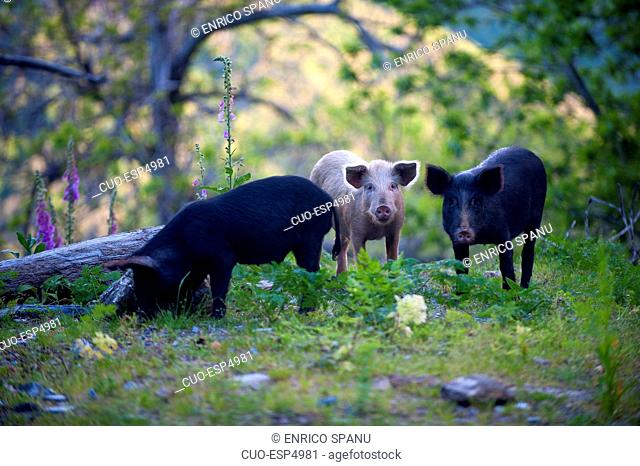 Wild domestic pigs on the Road D71, Saint Andrea di Cotone and Felce zone, Corsica, France, Europe