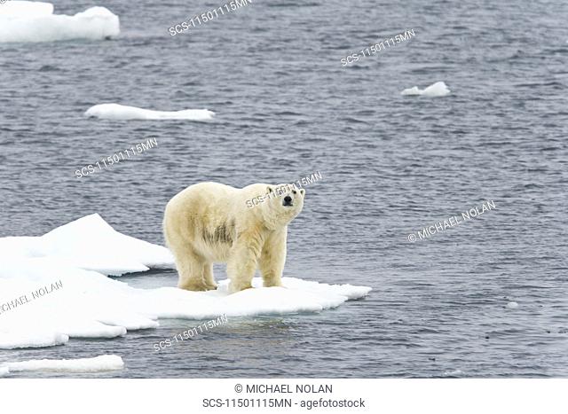 Polar bear Ursus maritimus on multi-year ice floes in the Barents Sea off the eastern coast of Edgeÿya Edge Island in the Svalbard Archipelago, Norway