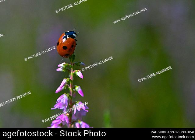 31 August 2020, Brandenburg, Briesen: A ladybird (Coccinellidae) crawls over a flowering heather plant. Photo: Patrick Pleul/dpa-Zentralbild/ZB