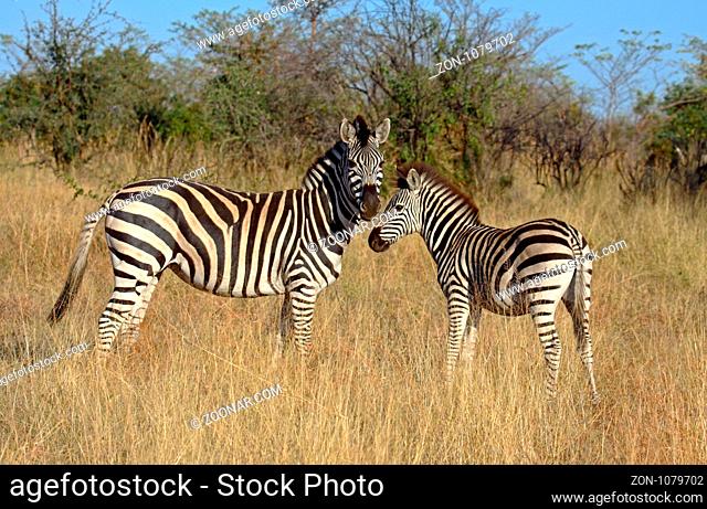 Zebra mit Jungtier im Morgenlicht im Mahango Nationalpark, Namibia