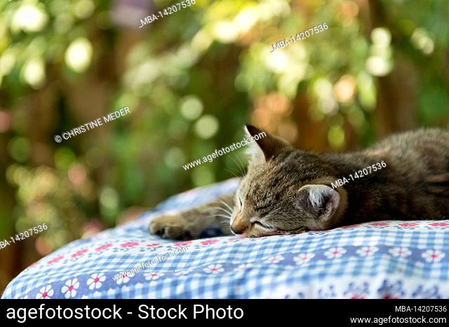sleeping young cat, tabby