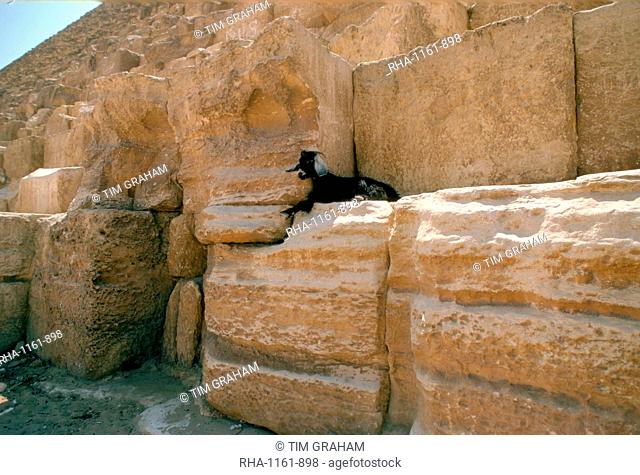 A lone goat resting on the Great Pyramids in Egypt