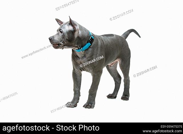 Beautiful blue thai ridgeback 3 months old puppy isolated on white background. Copy space
