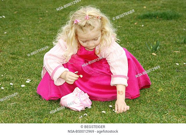 girl plucks daisies in meadow
