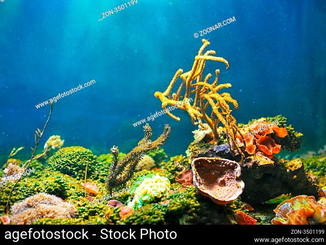Colorful underwater world