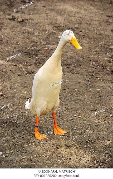 runner duck