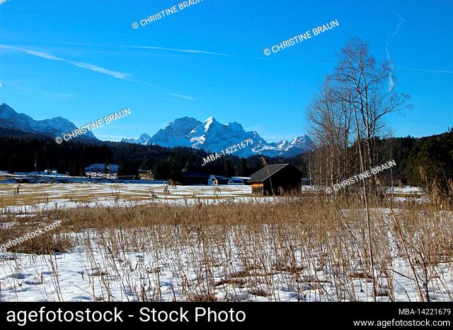 Winter mood in the humpback meadows near Mittenwald, moorland with reeds, Germany, Bavaria, Upper Bavaria, Isar Valley, blue sky