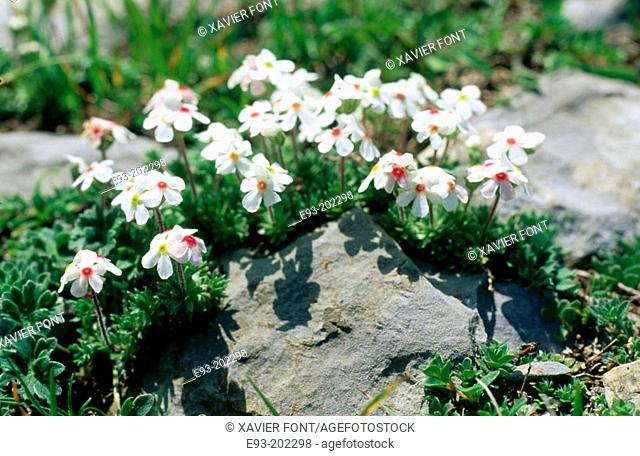 Plant (Androsace villosa)