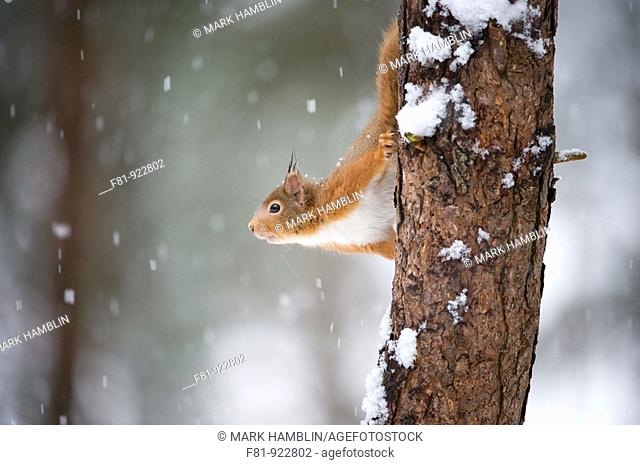 Red Squirrel Sciurus vulgaris in winter coat in snow  Scotland  January