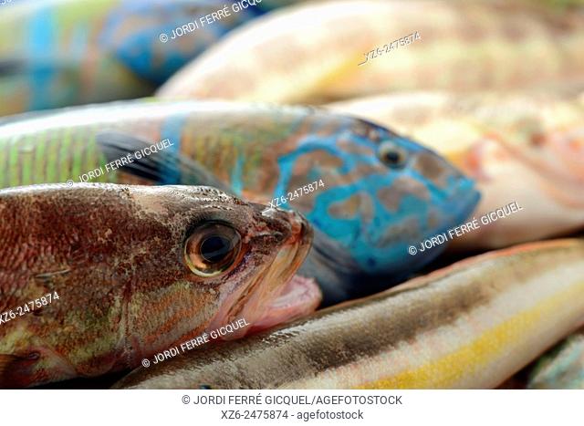 Fresh small fish of the Mediterranean Sea: Combers, ornate wrasses, and Rainbow wrasses