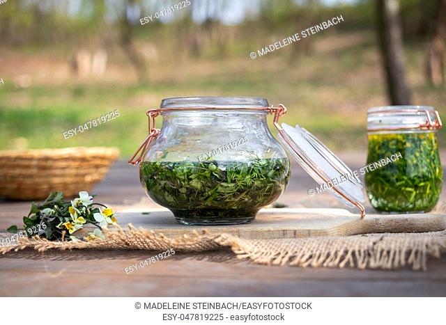 Preparation of herbal tincture from field pansy, or Viola arvensis flowers