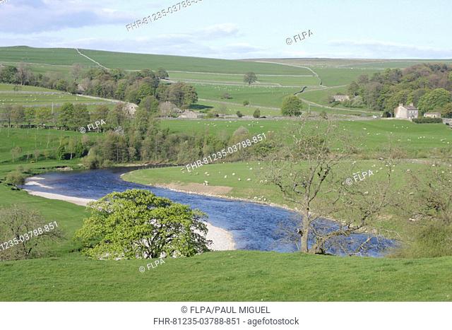 View of River Wharfe snaking through valley bottom, grazing sheep in pasture, trees and hillside, Burnsall, Wharfedale, Yorkshire Dales N P , North Yorkshire
