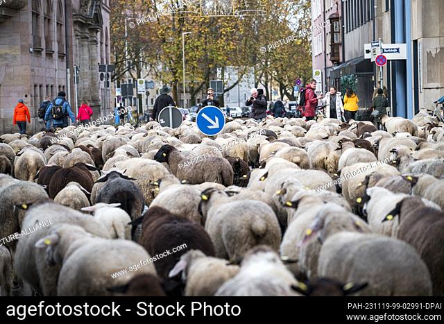 19 November 2023, Bavaria, Nuremberg: 600 sheep move through Nuremberg's city center to reach their winter quarters west of the city from the Pegnitz Valley