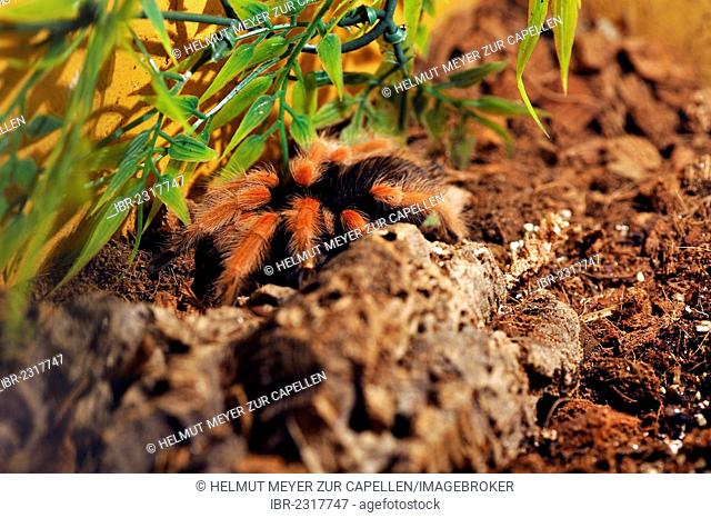 Mexican fireleg or the Mexican rustleg tarantula (Brachypelma boehmei) in a terrarium, occurrence in Mexico, Ringsheim, Baden-Wuerttemberg, Germany, Europe
