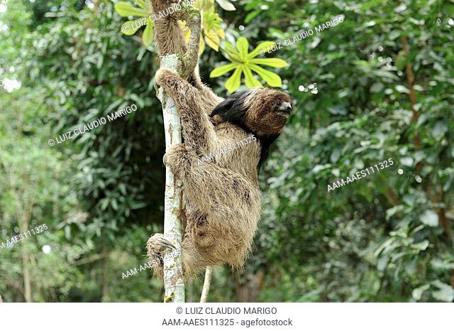 Maned Three-toed Sloth (Bradypus torquatus), an endangered species, in the Atlantic Rainforest of Southern Bahia State, Eastern Brazil
