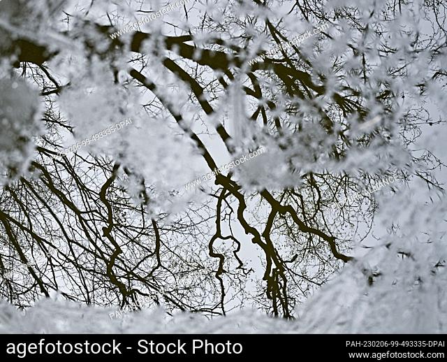 06 February 2023, Brandenburg, Siehdichum: Bare branches of a tree are reflected in an ice-free surface in the water of the Hammersee in the Schlaubetal Nature...
