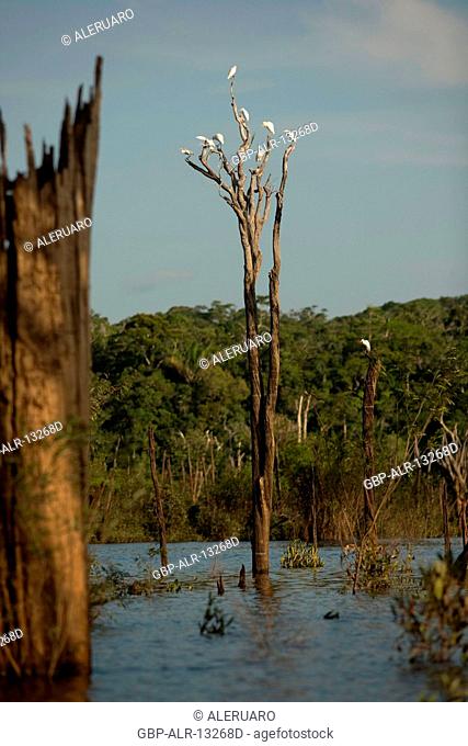 Landscape, Igapós, Cuieiras River, Manaus, Amazônia, Amazonas, Brazil