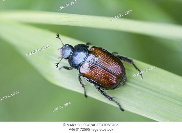 Garden Foliage Beetle, Phyllopertha horticola. Garden Chafer. 8. 5â. “12 mm length. Metallic green pronuntum and head with chestnut body