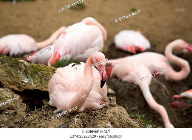 Beautiful American Flamingos on eng in nest Phoenicopterus roseus