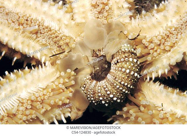 Starfish (Marthasterias glacialis) devouring sea urchin. Ria of Vigo, Pontevedra province, Galicia, Spain