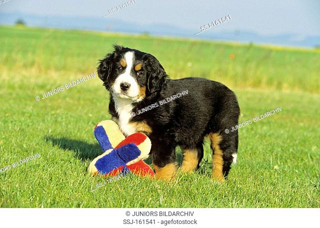 Bernese Mountain dog - puppy with toy