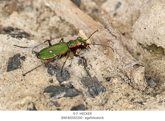 Green tiger beetle (Cicindela campestris), on a stone, Germany