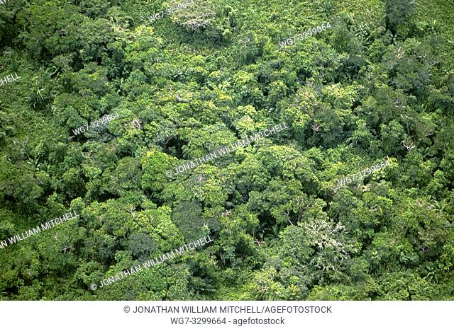 Aerial birds eye view of rainforest canopy in the Darien Gap Panama