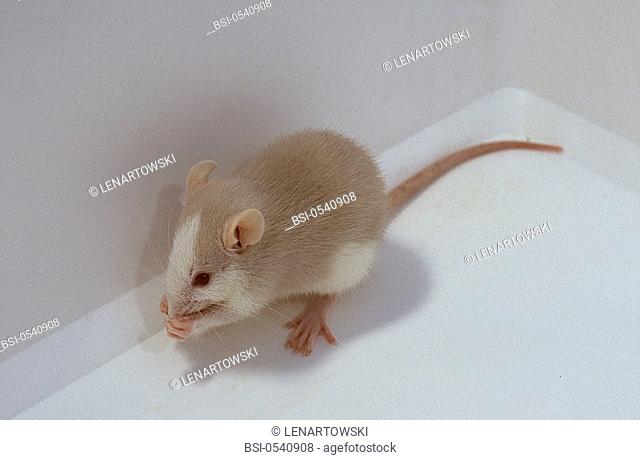 Brown rat Brown rat Rattus norvegicus bred to become an exotic pet. Brown rat with a smooth robe of apricot color, albinos. It is washing