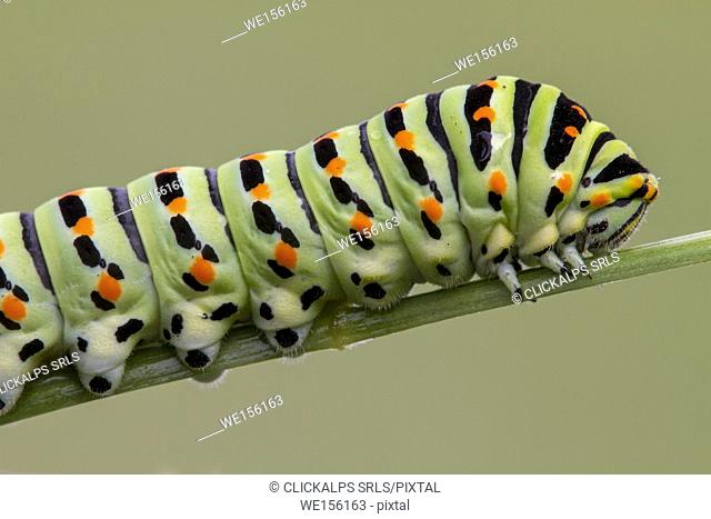 Detail of Papilio Machaon caterpillar. Lombardy, Italy